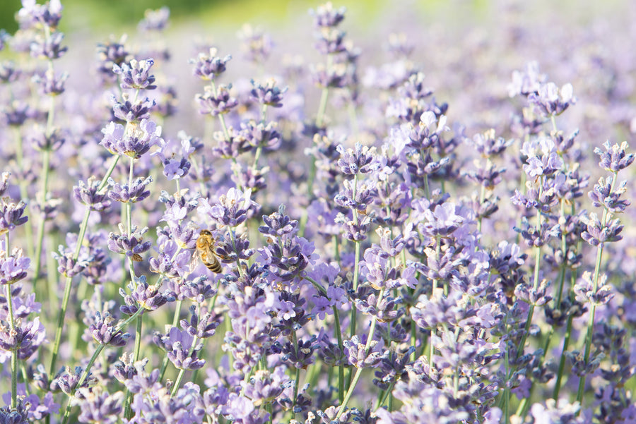 Bulgarian Lavender Honey