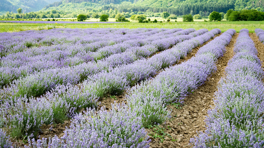 Bulgarian Lavender Honey