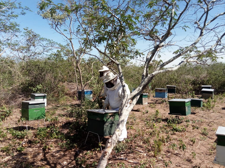 Organic Brazilian Wild Mint Honey