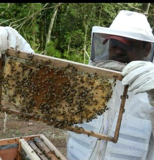 Organic Brazilian Marmeleiro Prateado Honey