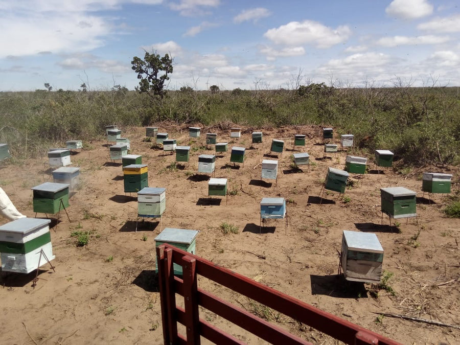 Organic Brazilian Wild Mint Honey